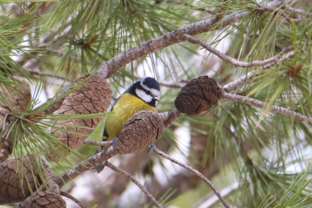 African Blue Tit - ML645799989