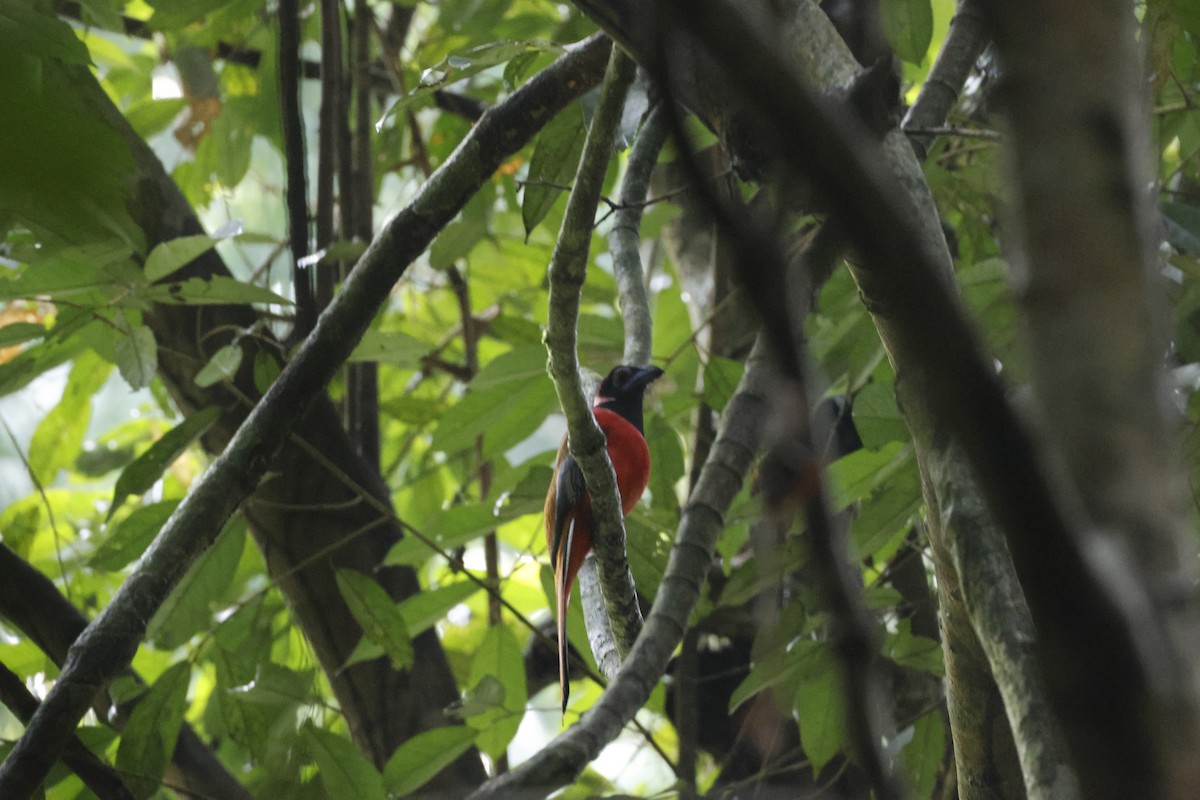 Diard's Trogon - ML645799997