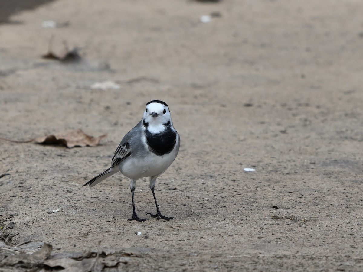 White Wagtail - ML645799998