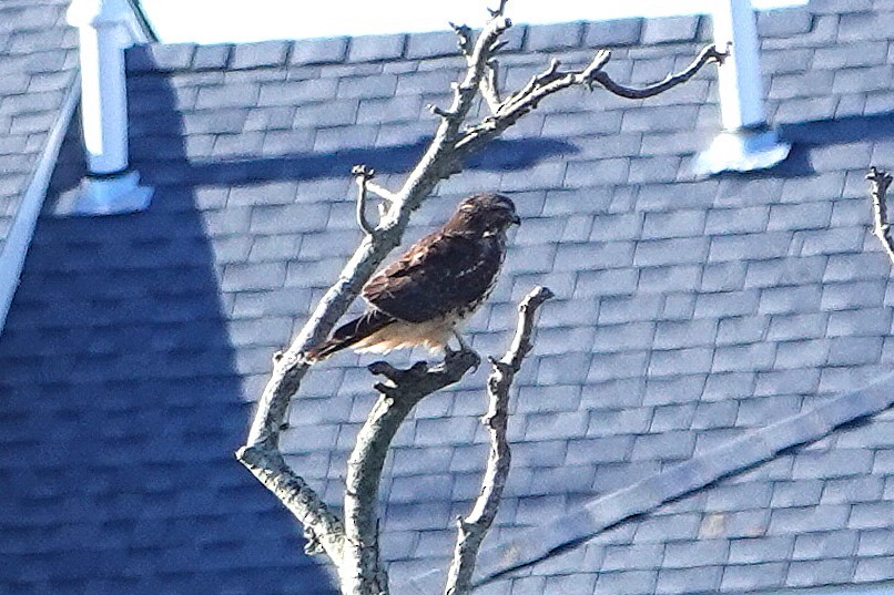 Cooper's Hawk - ML645800009