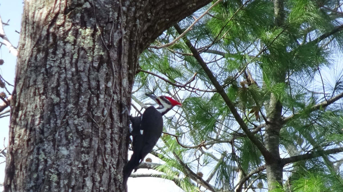 Pileated Woodpecker - ML645800010