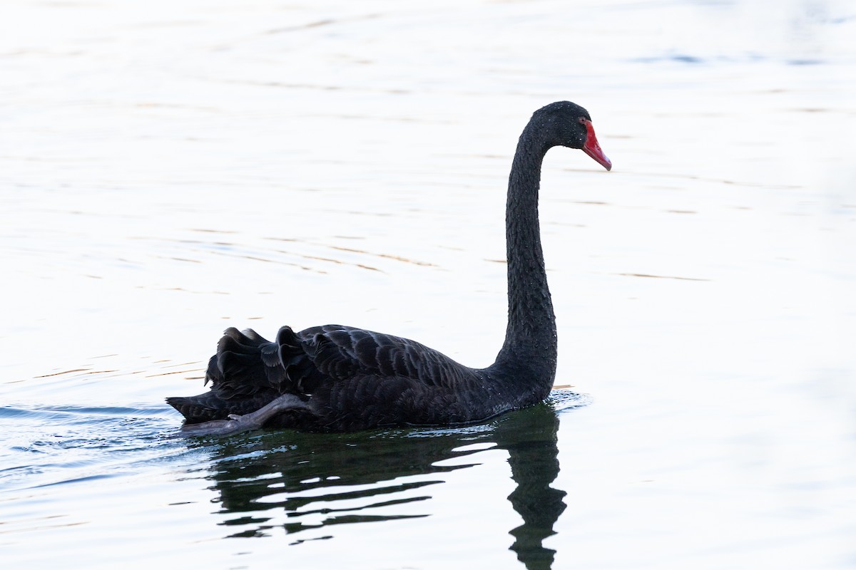 Black Swan - ML645800016