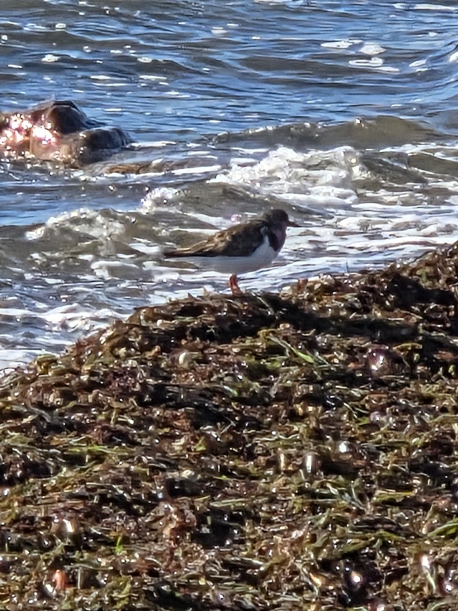 Ruddy Turnstone - ML645800017