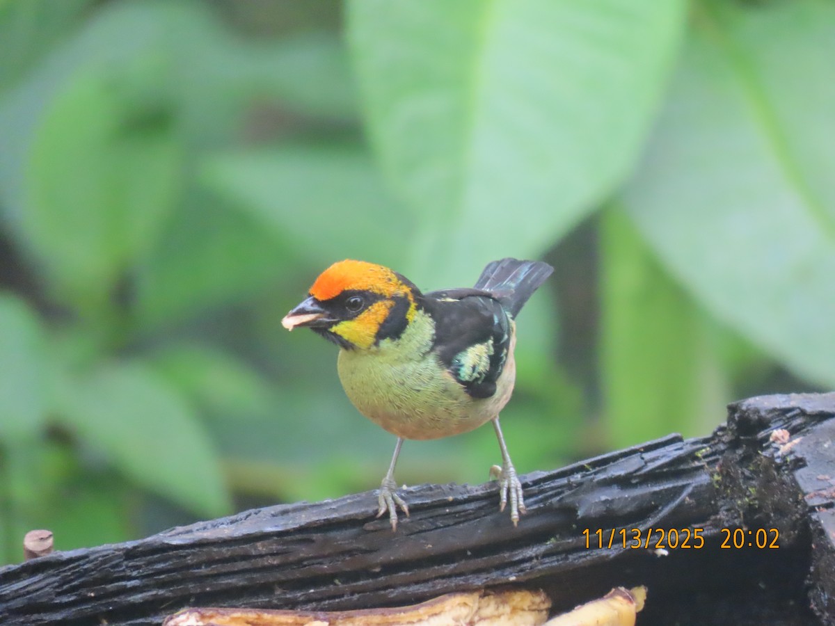 Flame-faced Tanager - ML645800020