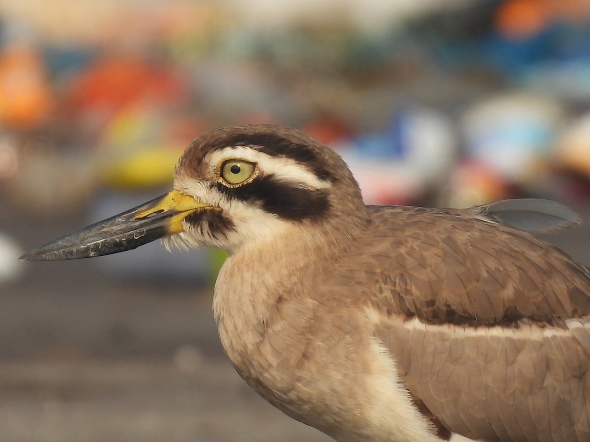 Great Thick-knee - ML645800023