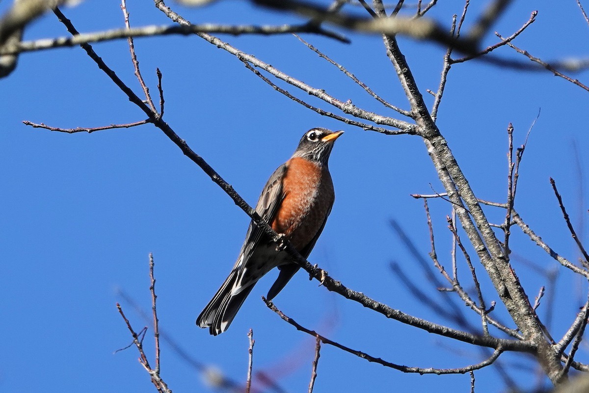 American Robin - ML645800024