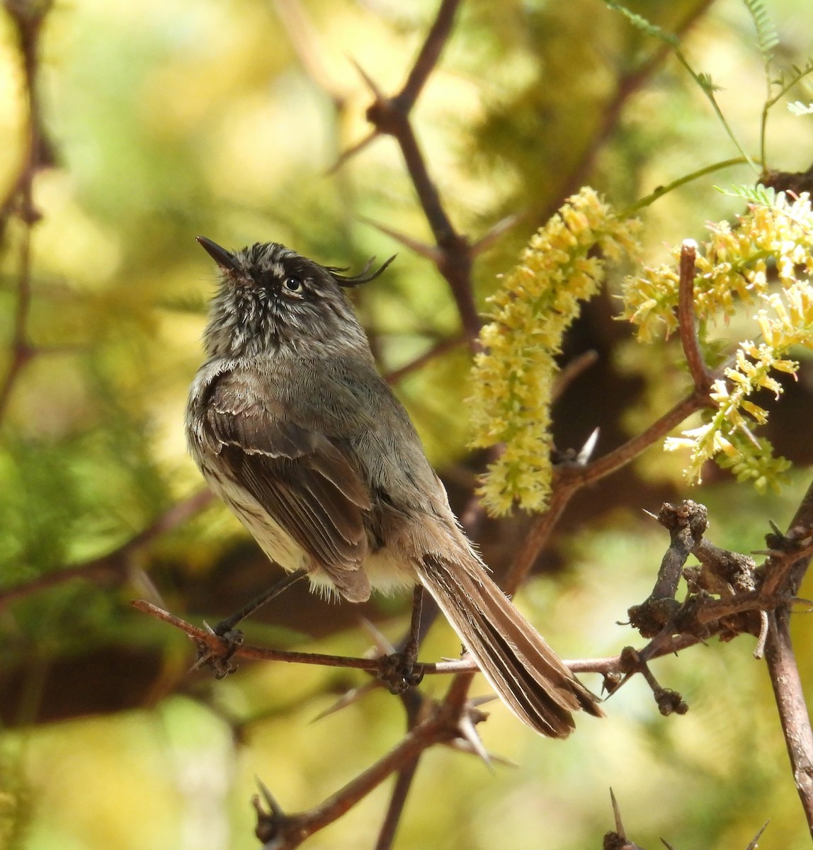 Tufted Tit-Tyrant - ML645800031