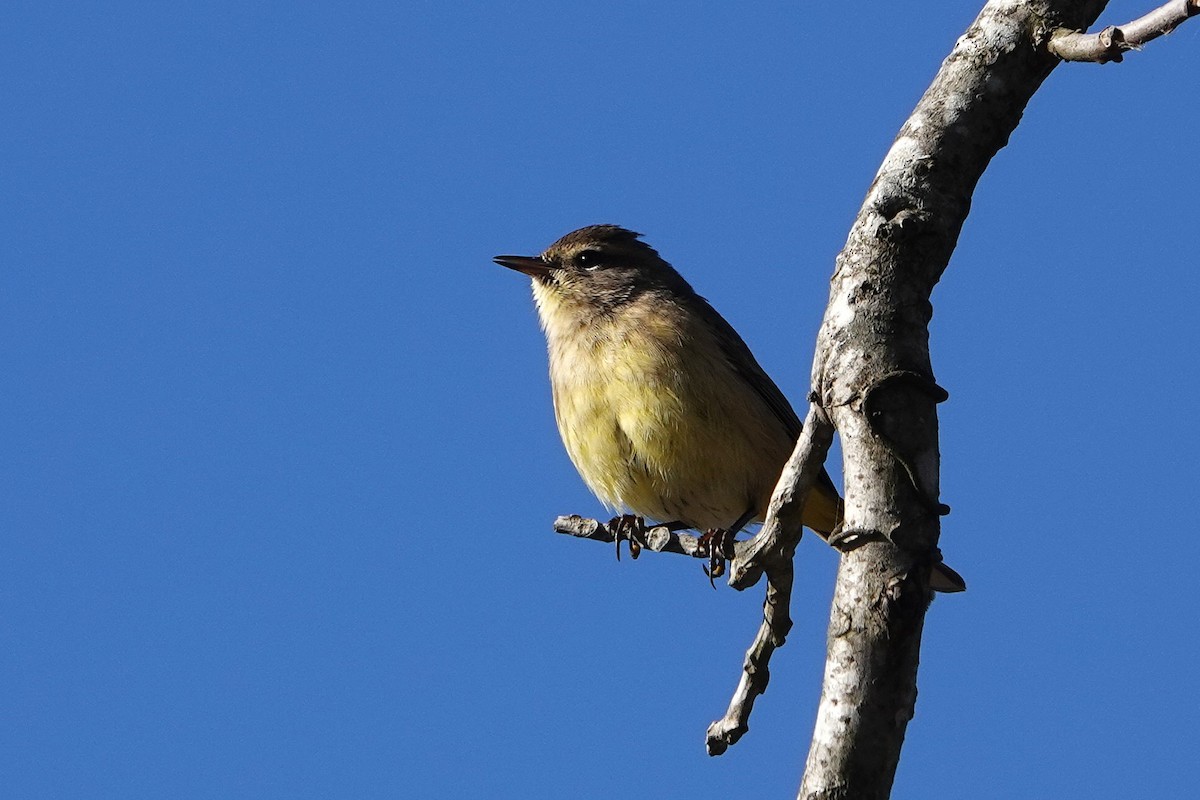 Palm Warbler - ML645800036