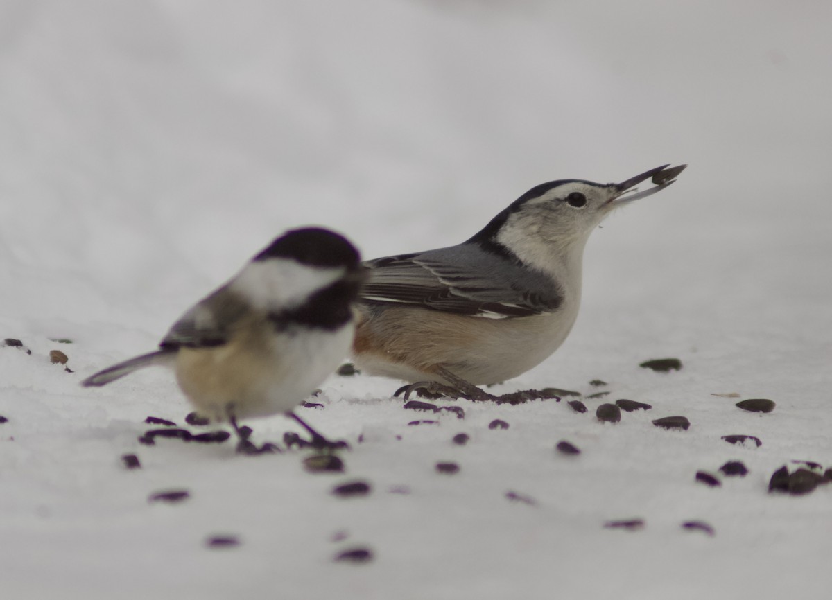 brhlík běloprsý - ML645800043