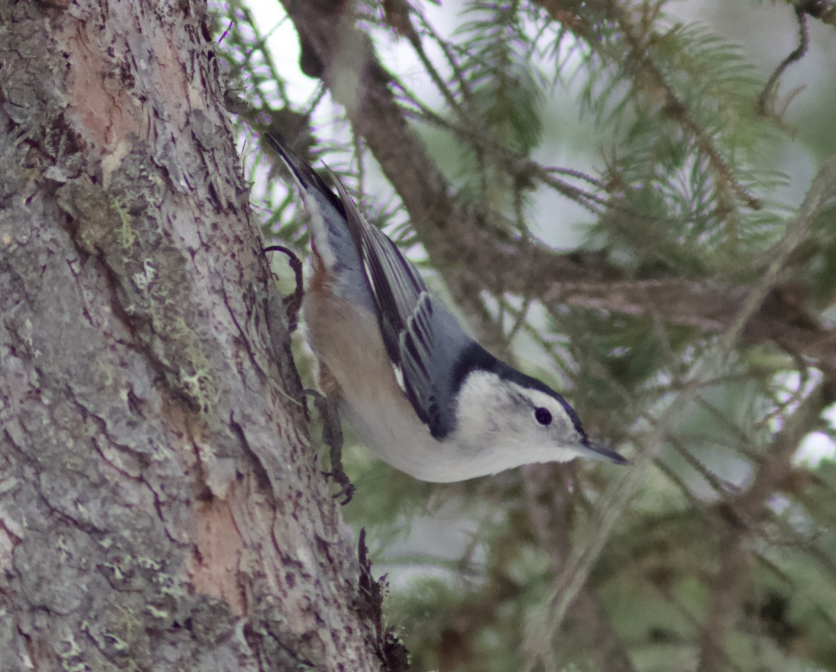 brhlík běloprsý - ML645800044