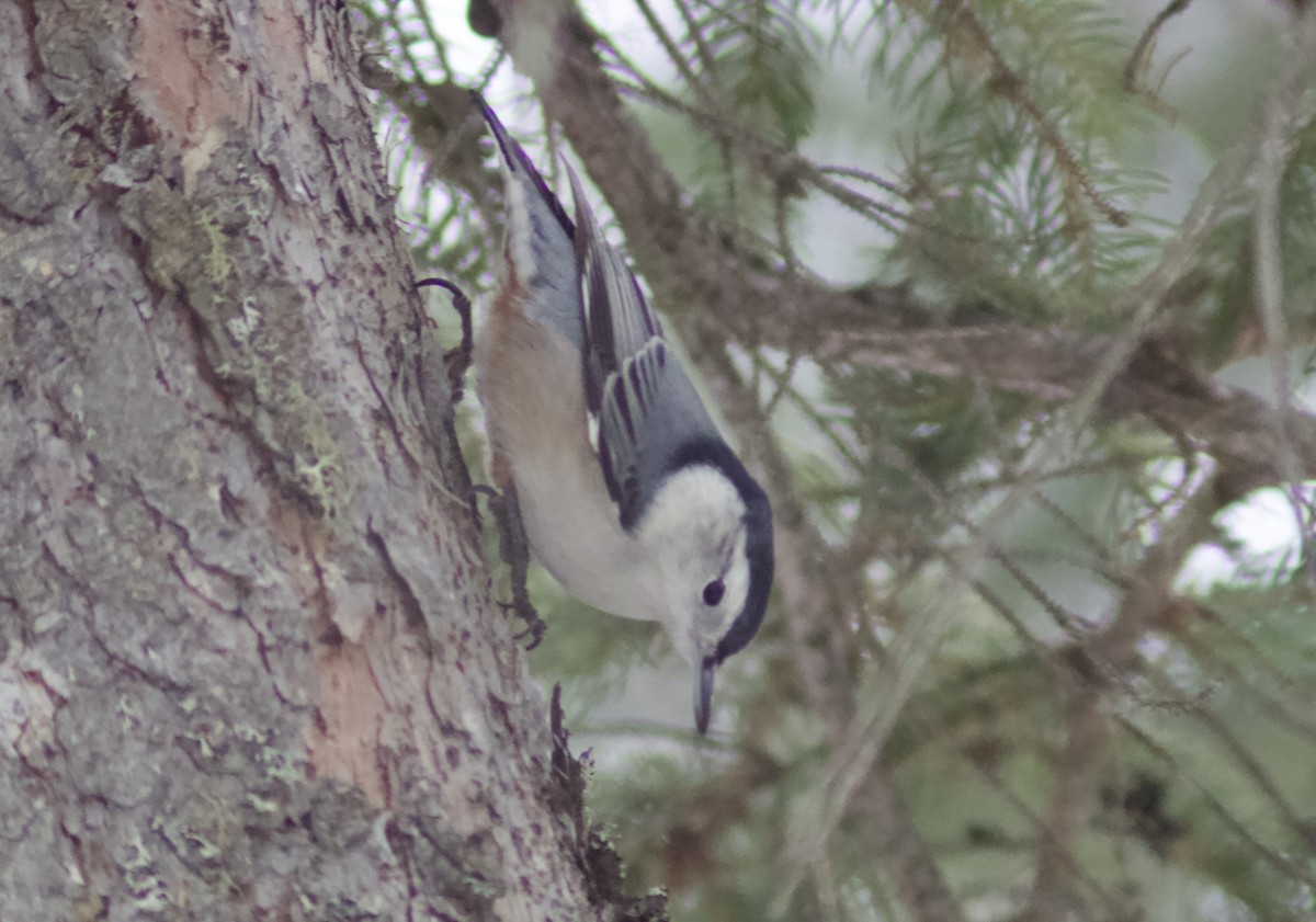 brhlík běloprsý - ML645800047