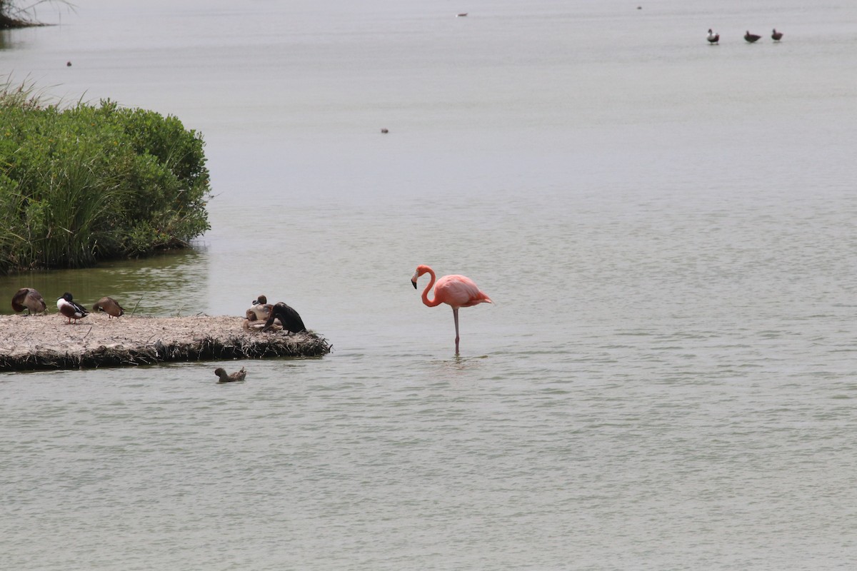 American Flamingo - ML645800049