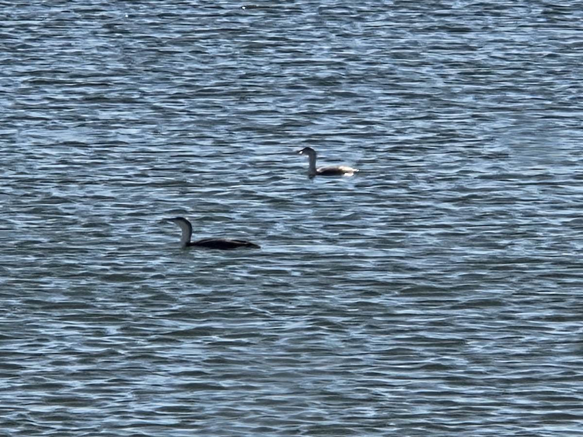 Plongeon catmarin - ML645800054