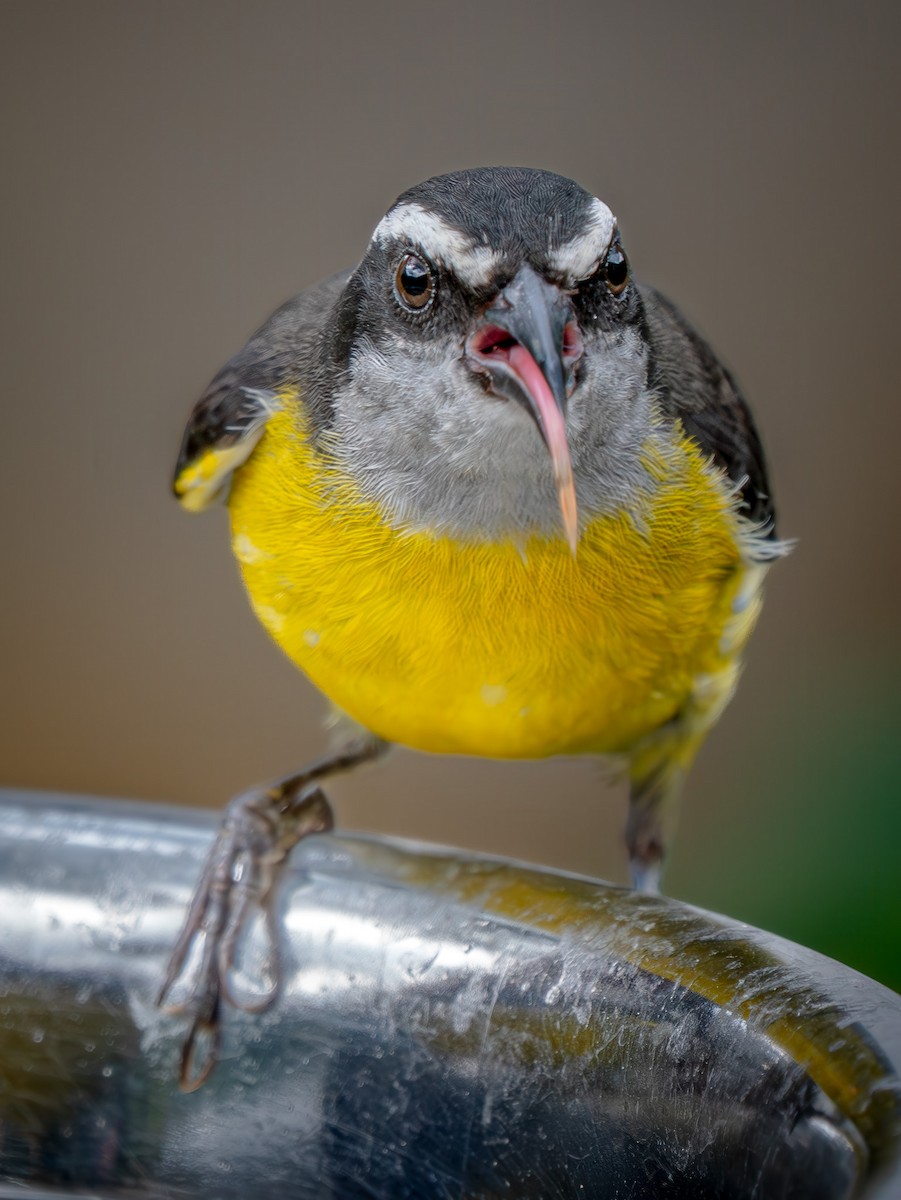 Sucrier à ventre jaune - ML645800056