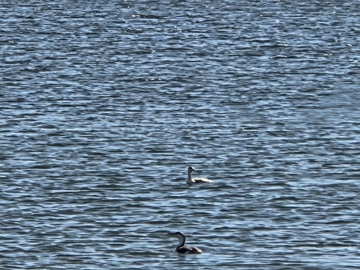 Plongeon catmarin - ML645800059