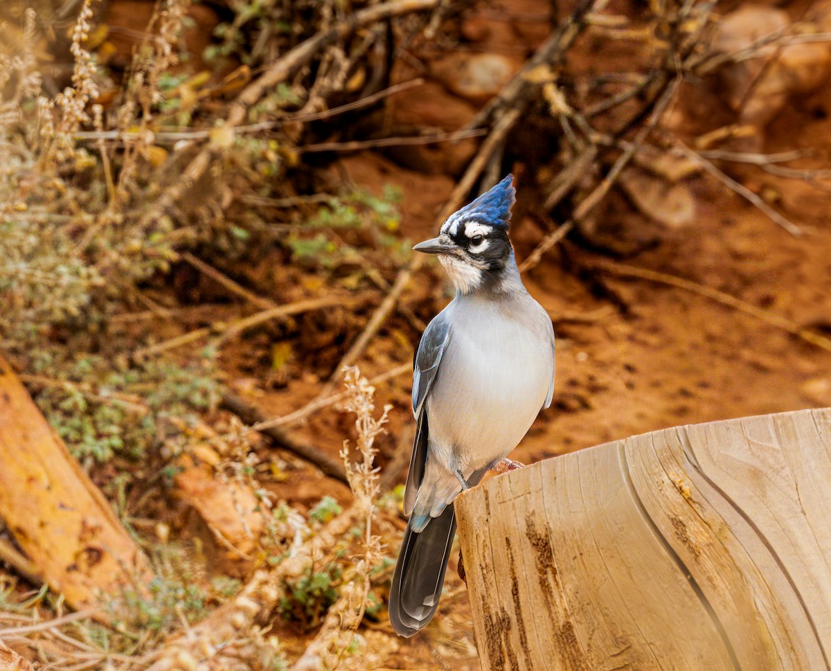 Стеллерова x Голубая сойка (гибрид) - ML645800072