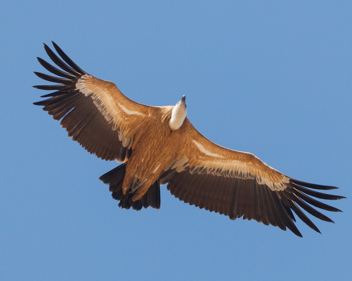 Eurasian Griffon - ML645800078