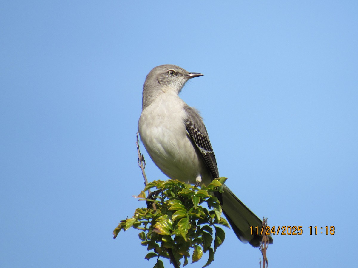 Northern Mockingbird - ML645800086