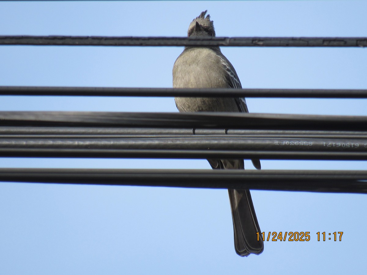 Phainopepla - ML645800097