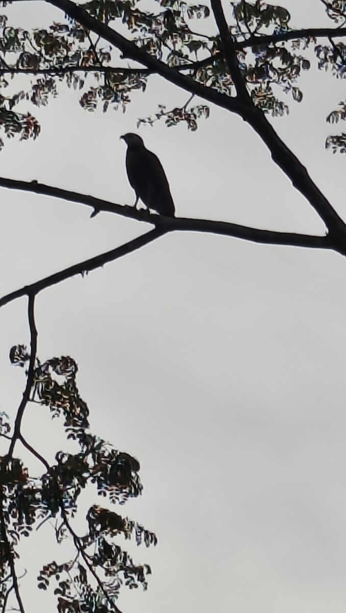 Black-collared Hawk - ML645800098