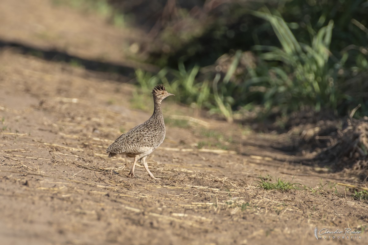 Brushland Tinamou - ML645800099