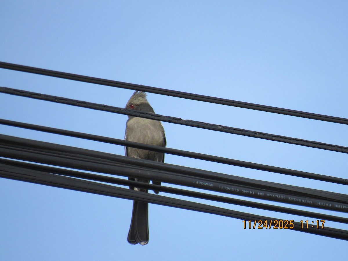 Phainopepla - ML645800110