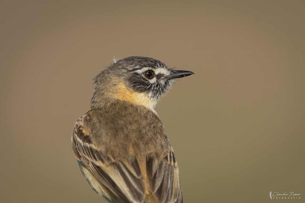 Bearded Tachuri - ML645800114