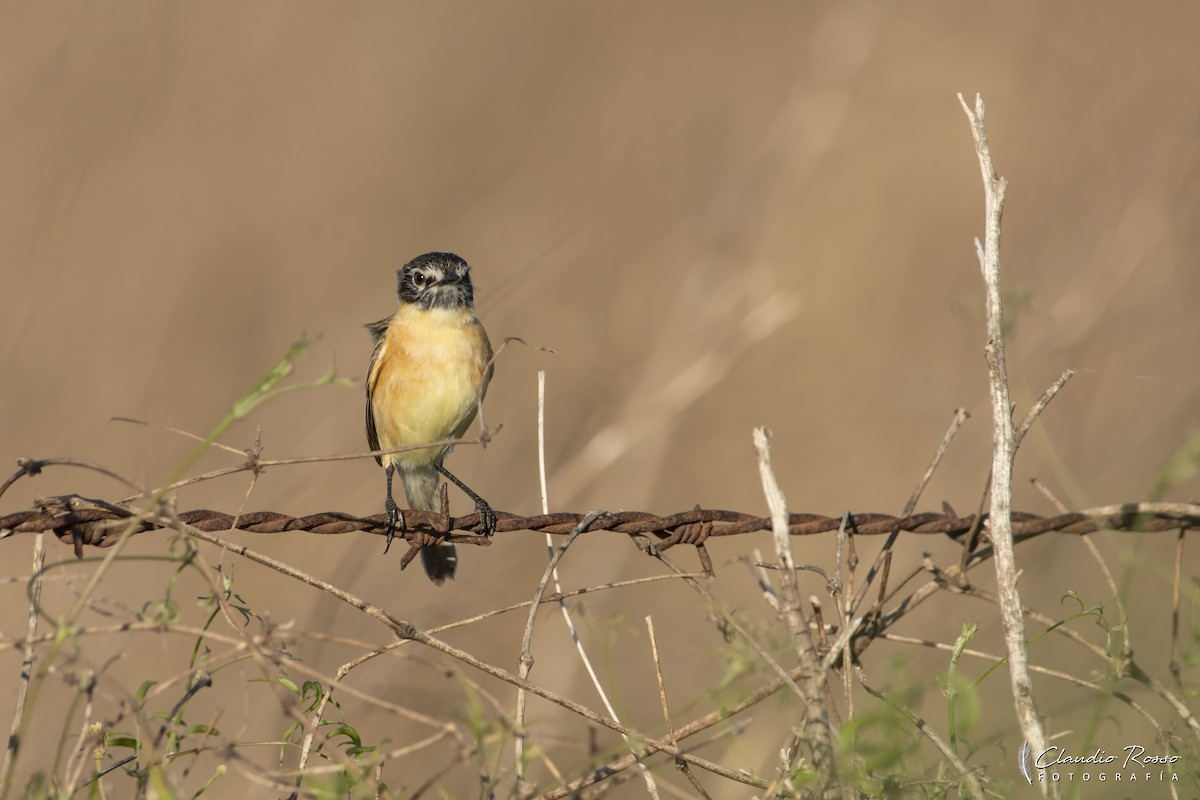 Bearded Tachuri - ML645800115