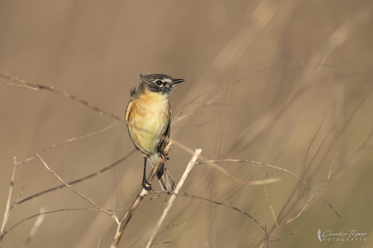 Bearded Tachuri - ML645800116