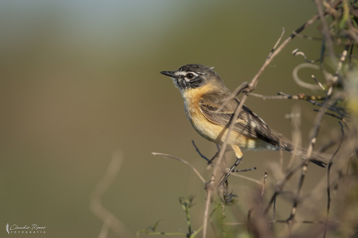 Bearded Tachuri - ML645800117