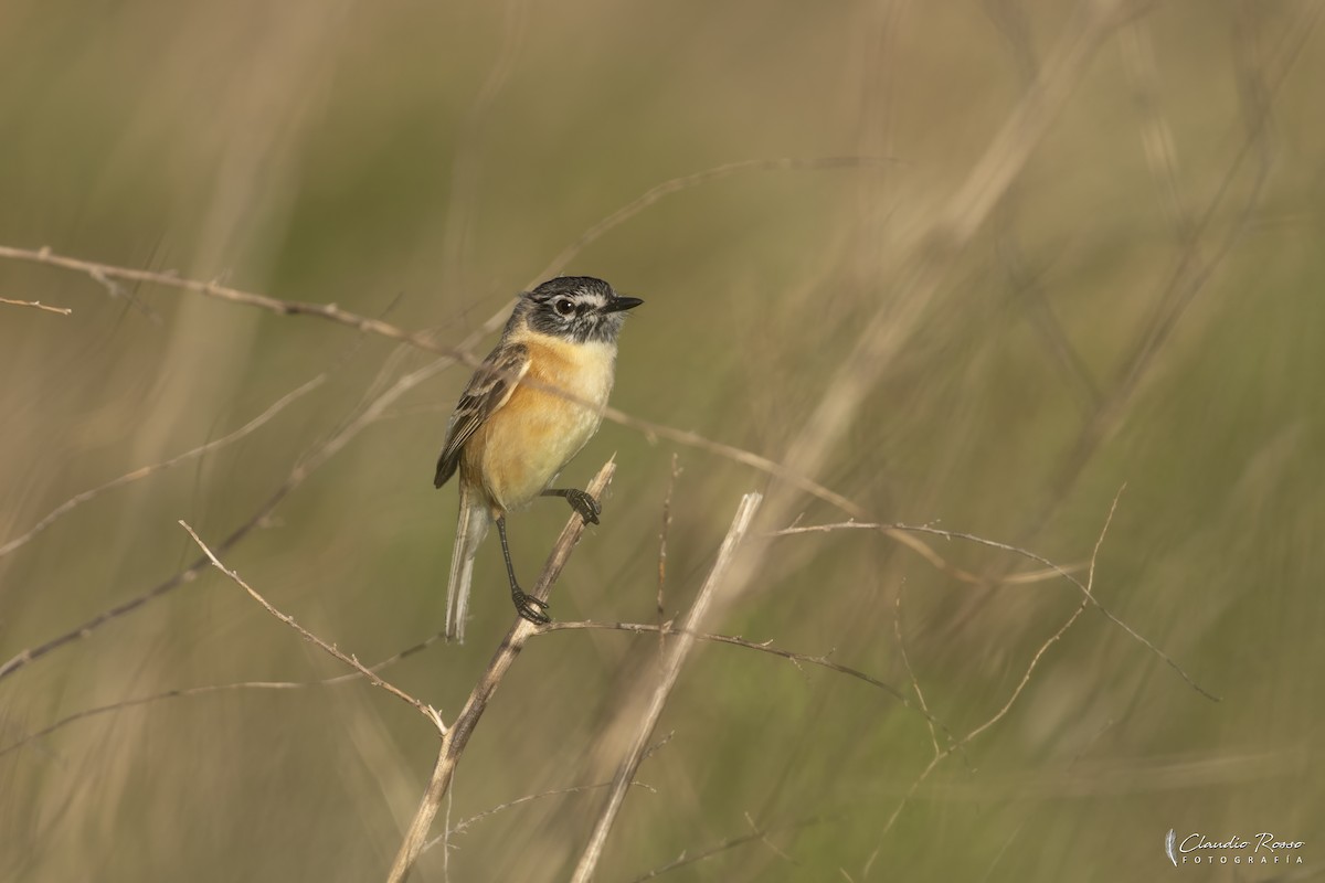 Bearded Tachuri - ML645800119