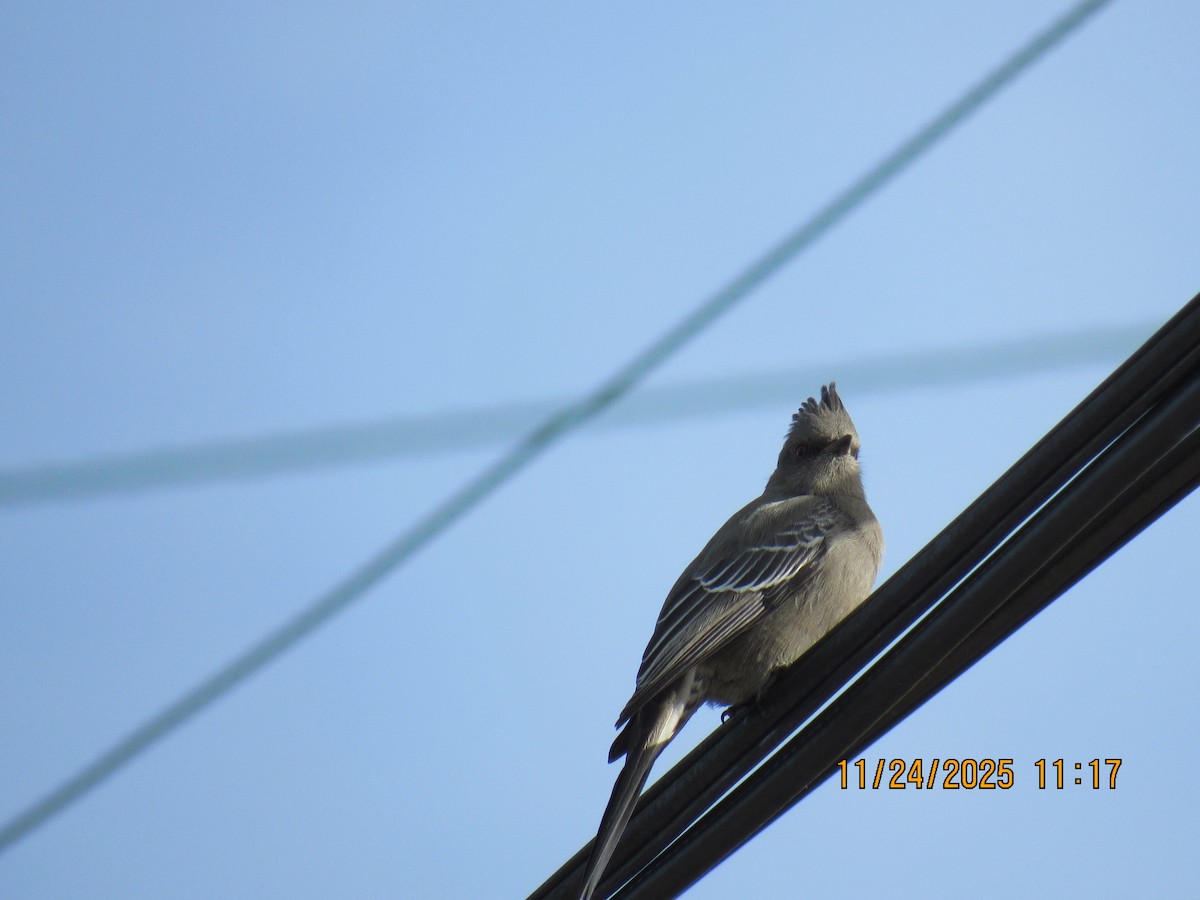 Phainopepla - ML645800128