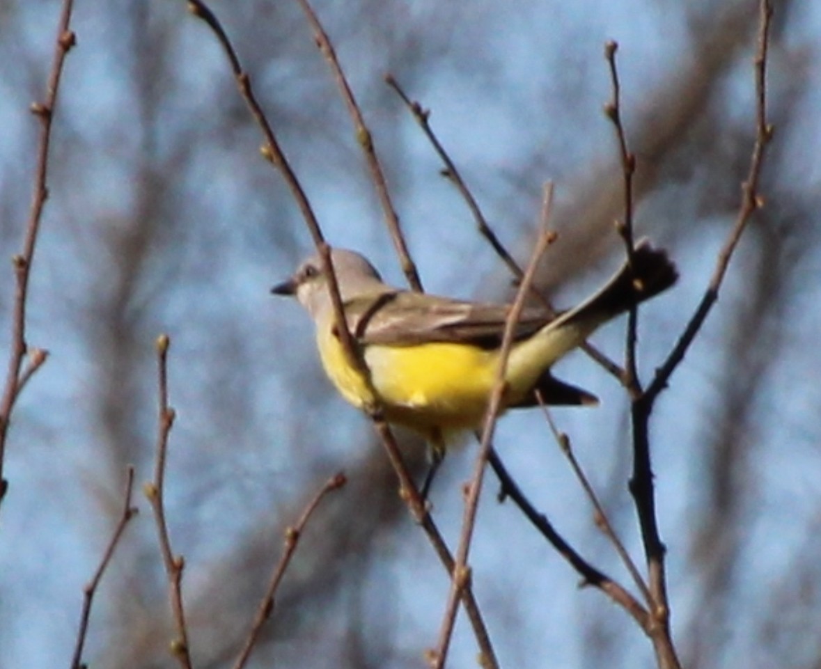 Western Kingbird - ML645800131