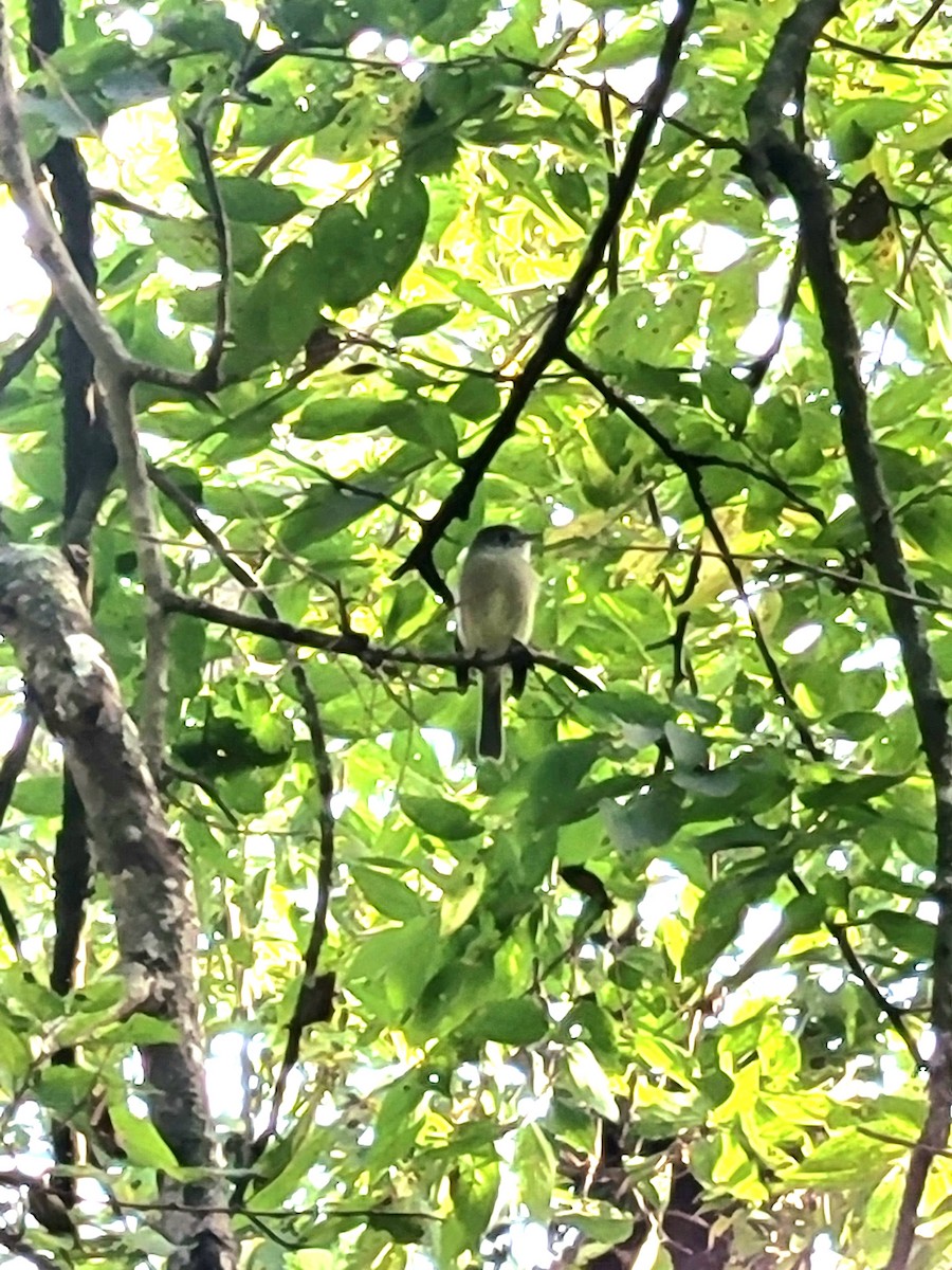 Hammond's Flycatcher - ML645800134