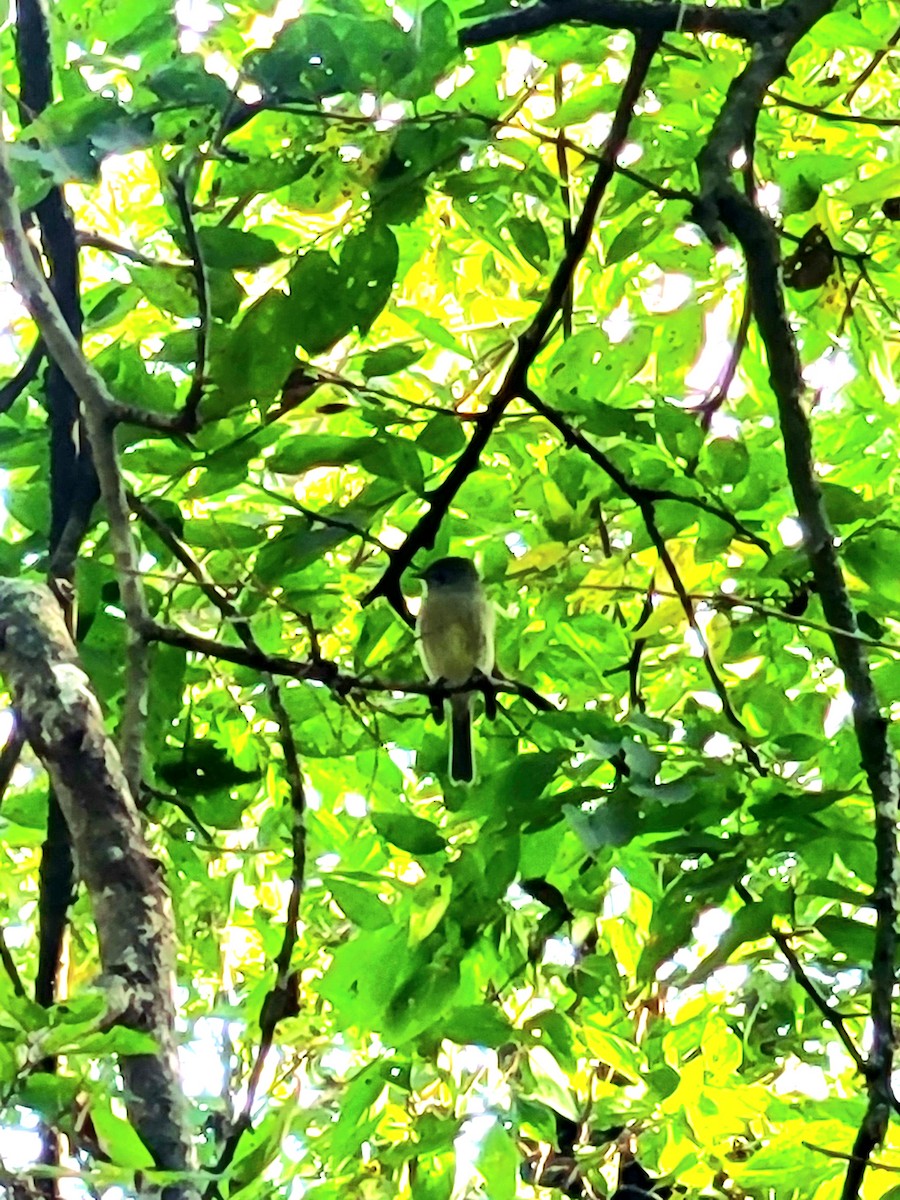 Hammond's Flycatcher - ML645800135