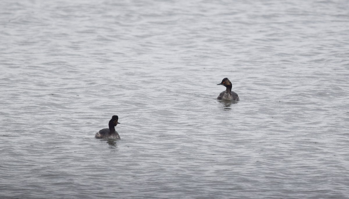 Eared Grebe - ML645800137