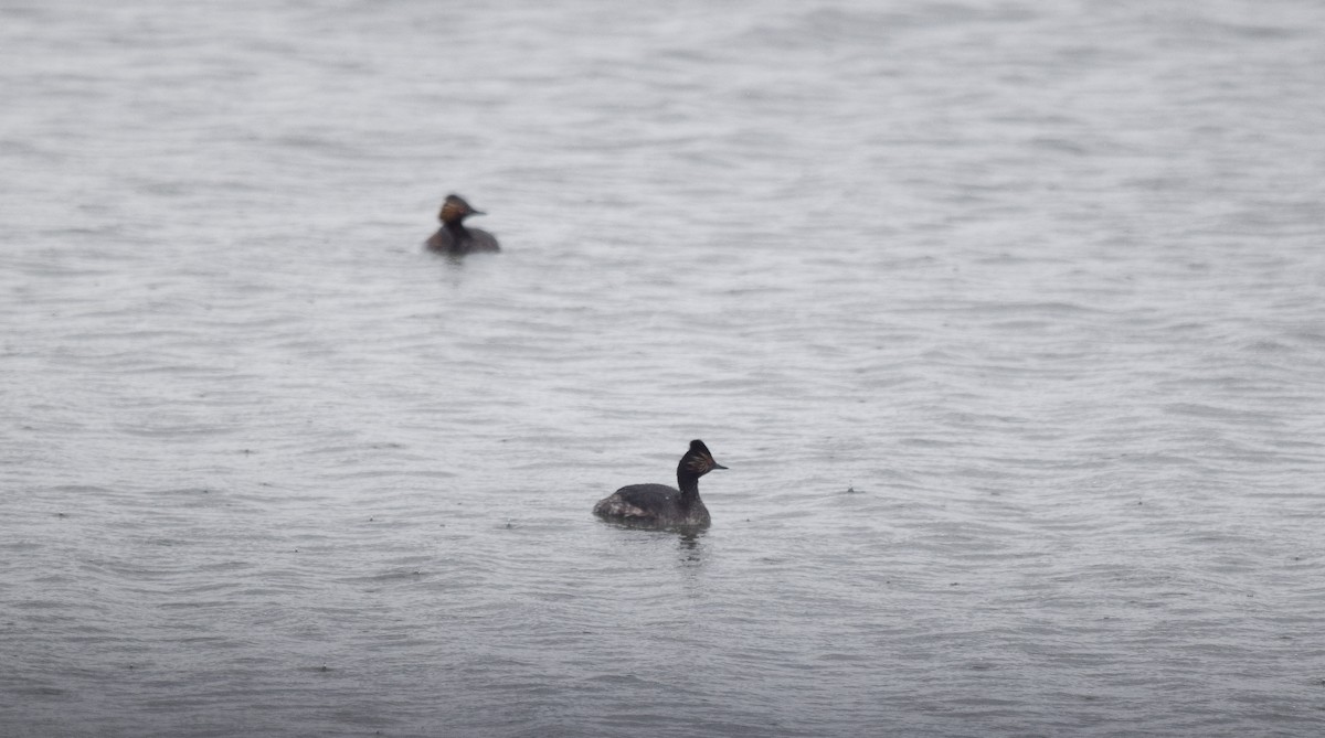 Eared Grebe - ML645800139