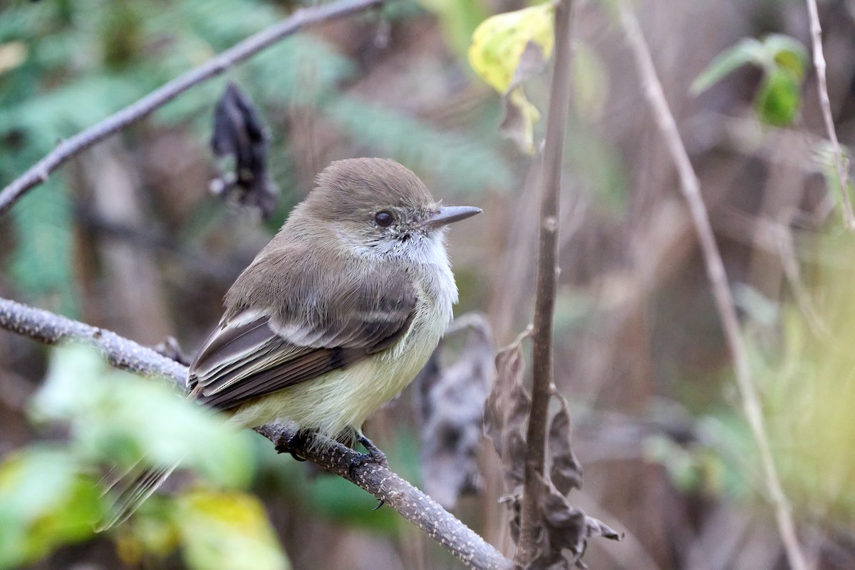 Галапагосский миарх - ML645800144
