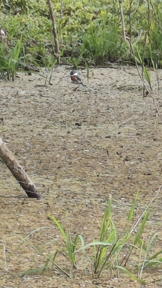 Green Kingfisher - ML645800146