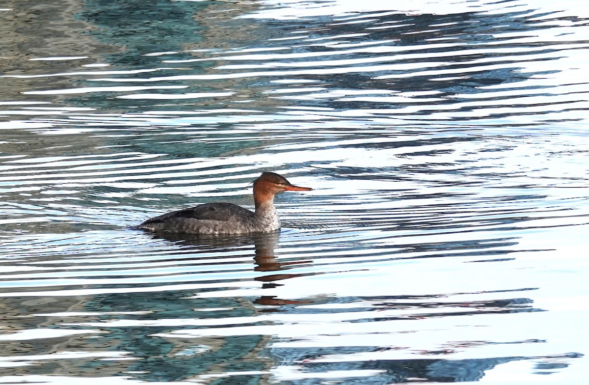 Red-breasted Merganser - ML645800165