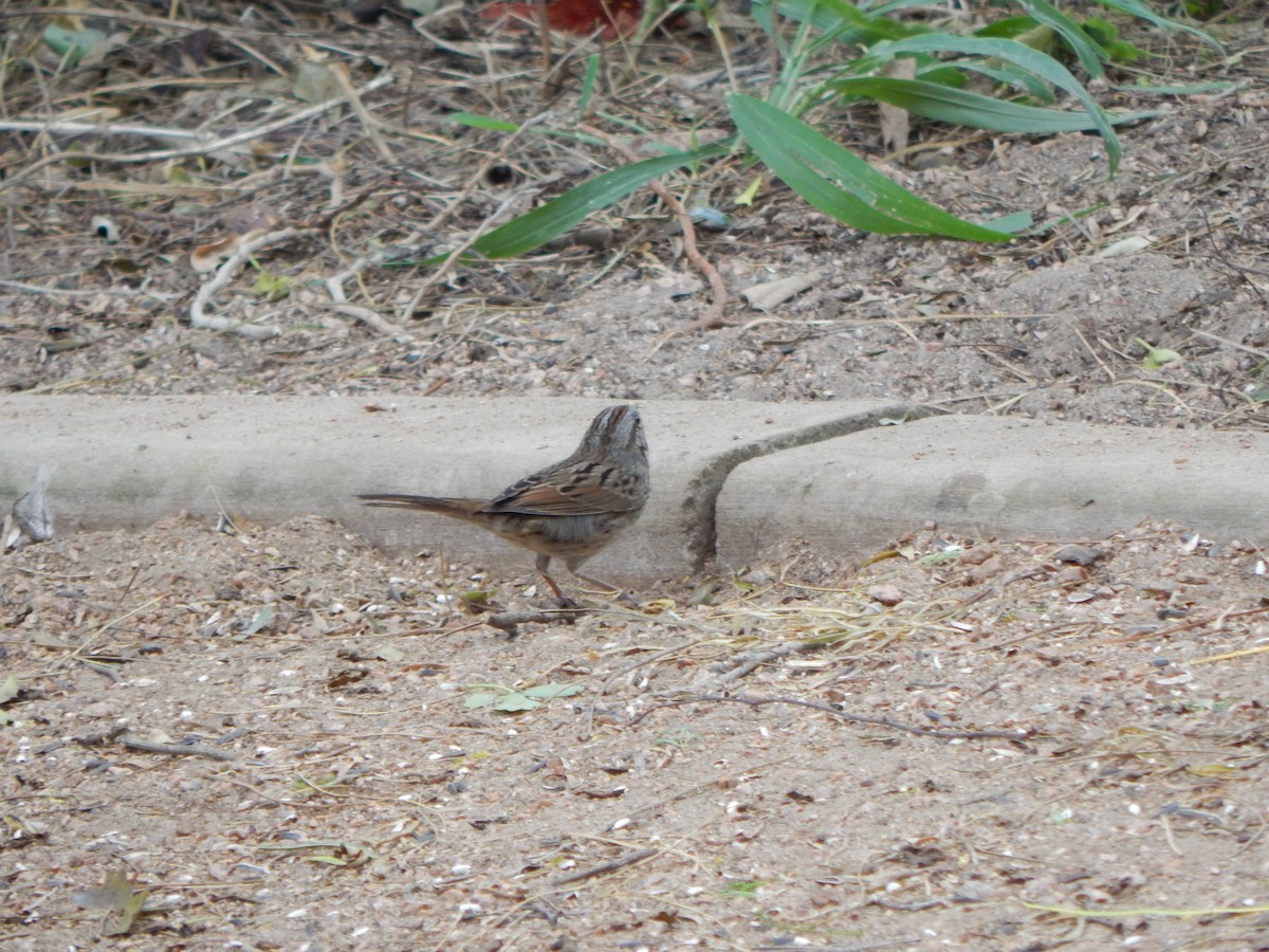 strnadec pruhohlavý - ML645800169