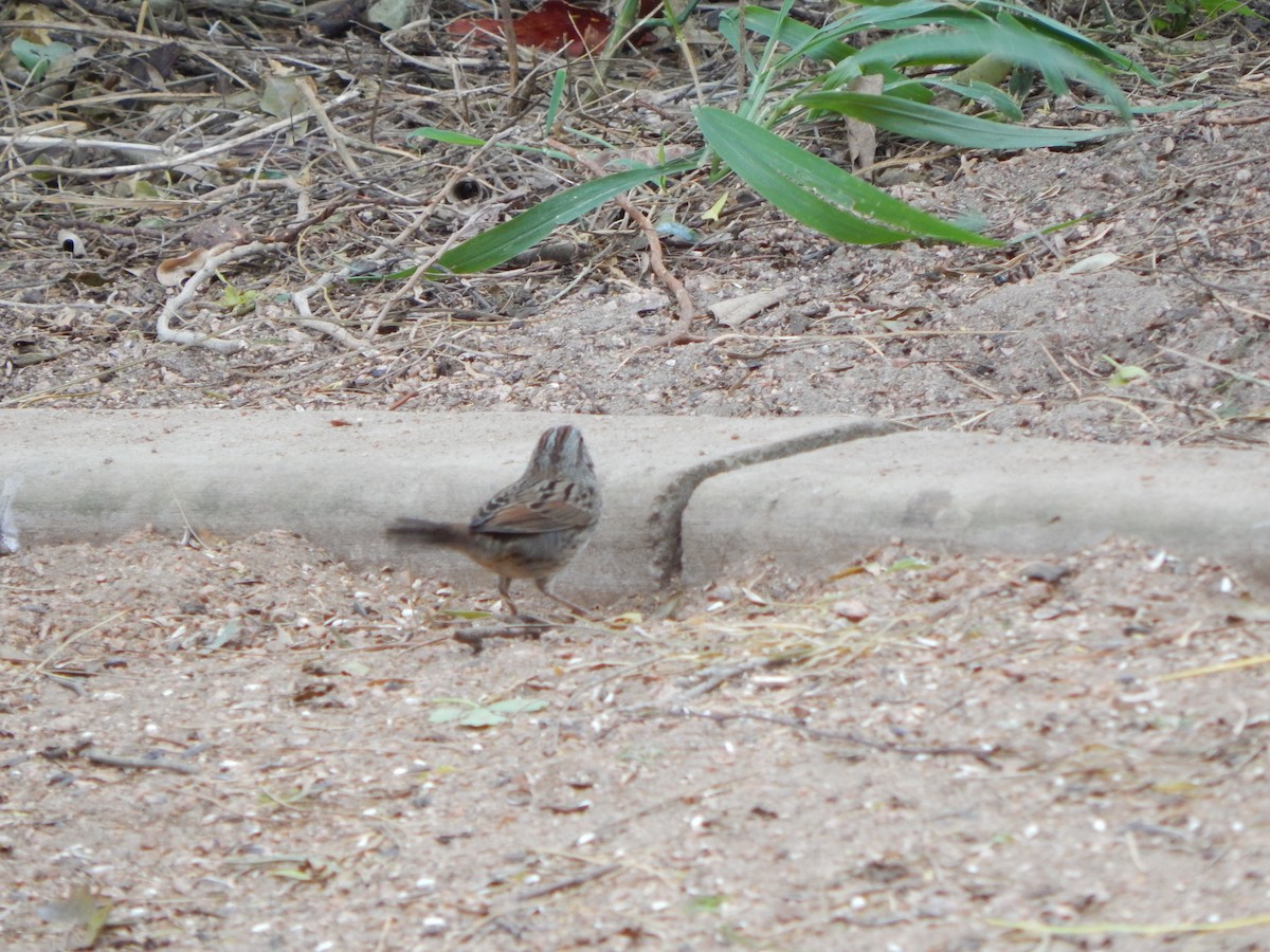 strnadec pruhohlavý - ML645800170