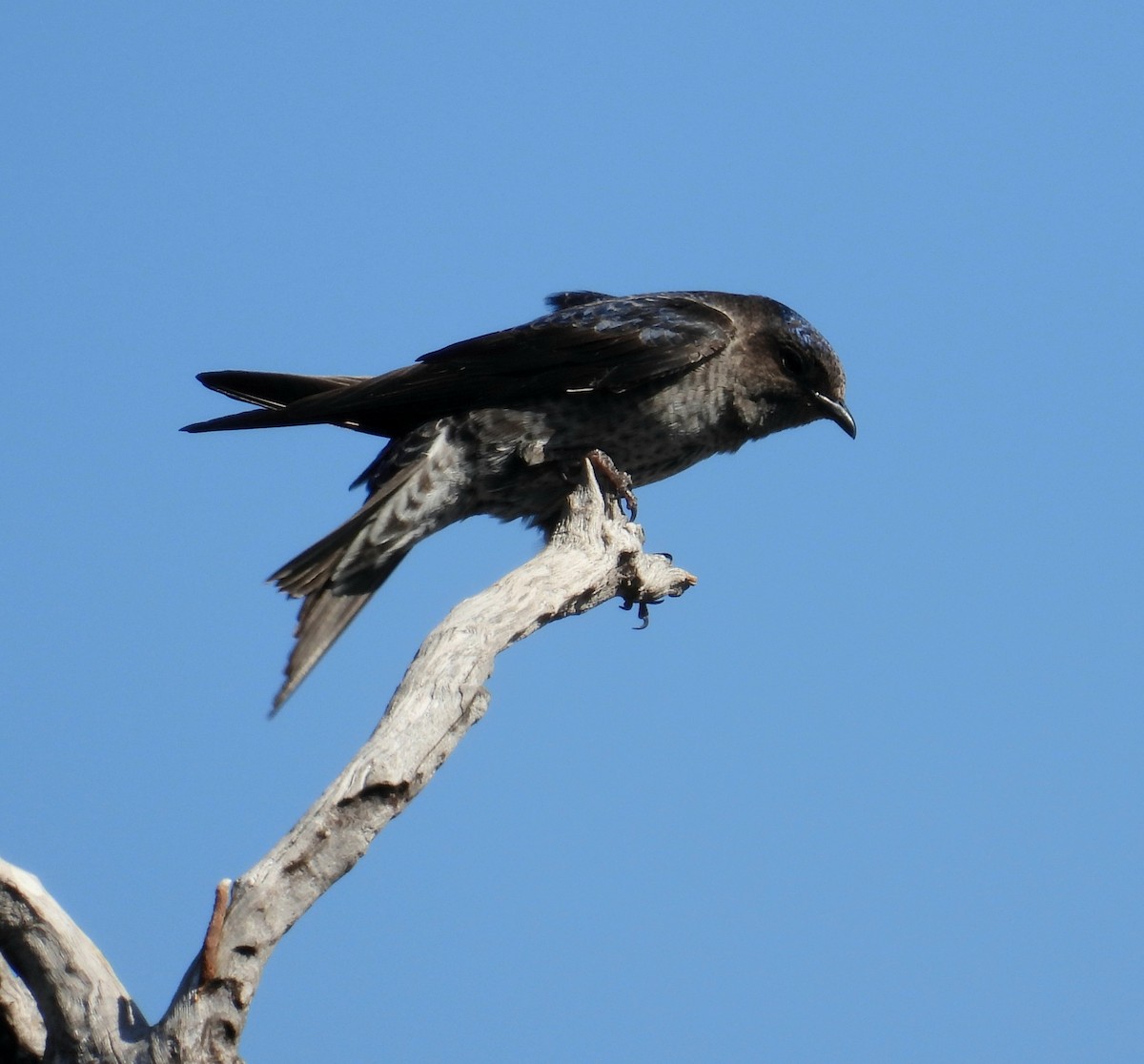 Southern Martin - ML645800175