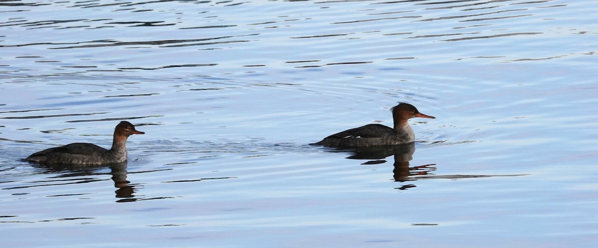 Red-breasted Merganser - ML645800176