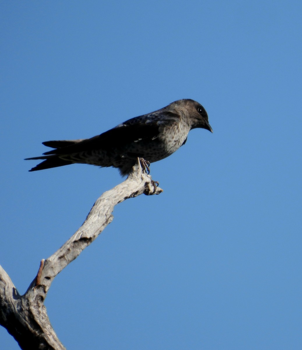 Southern Martin - ML645800177