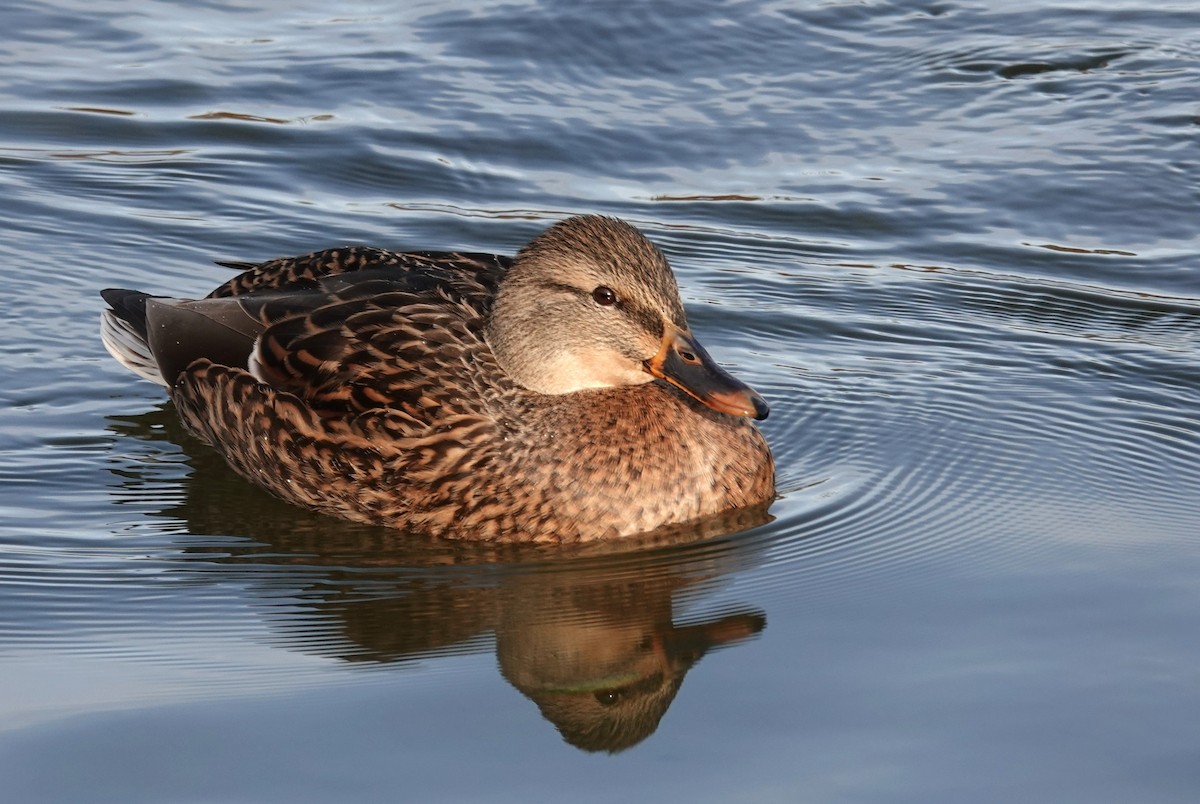 Mallard - ML645800183