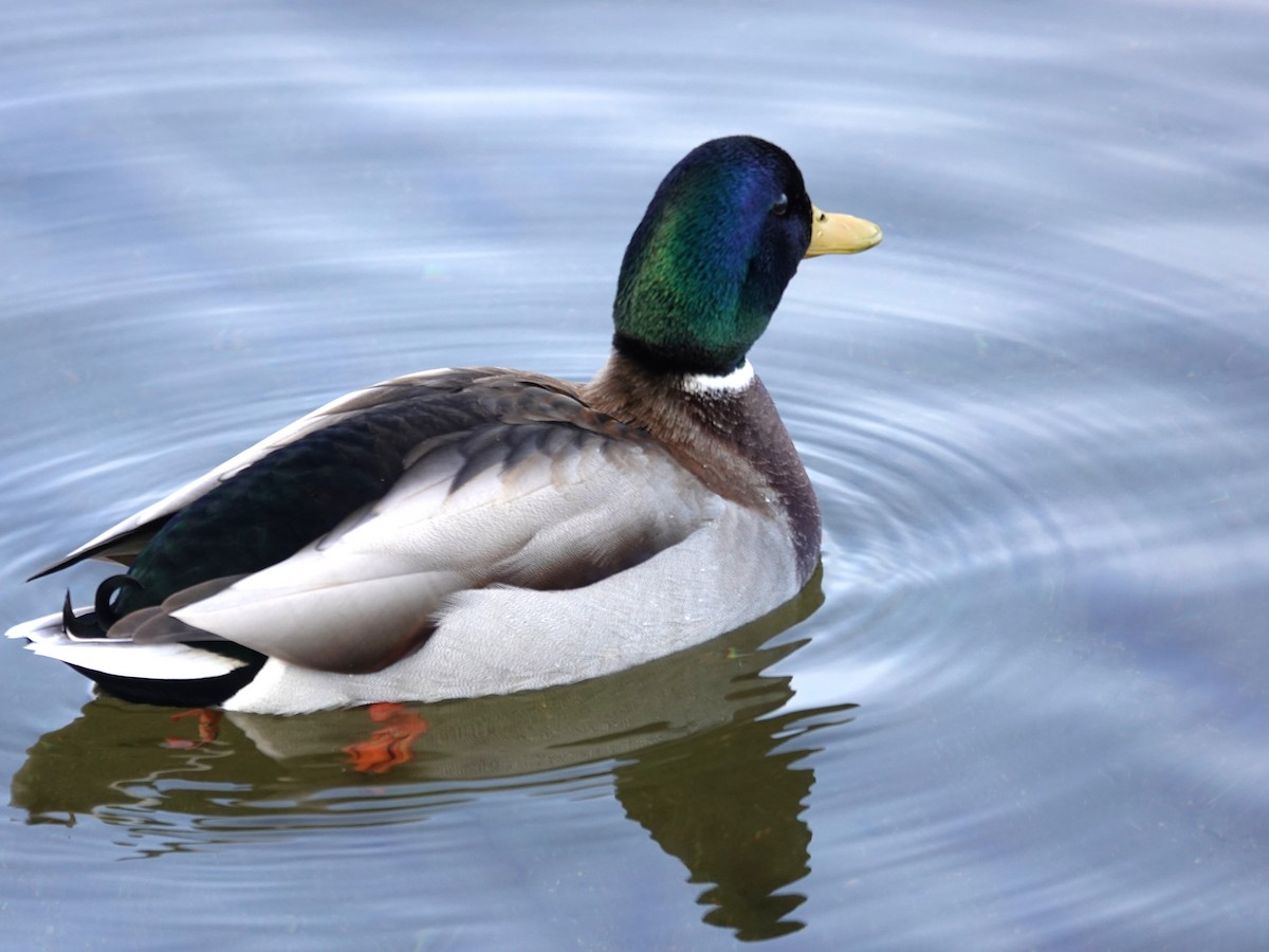 Mallard - ML645800186