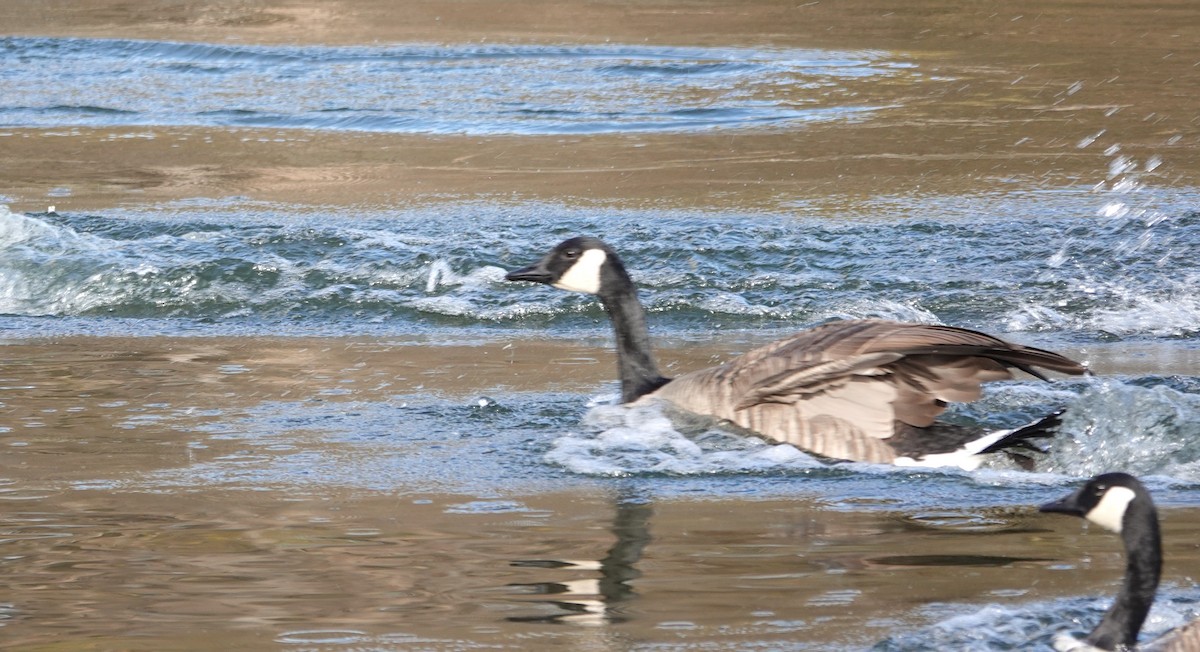 Canada Goose - ML645800198