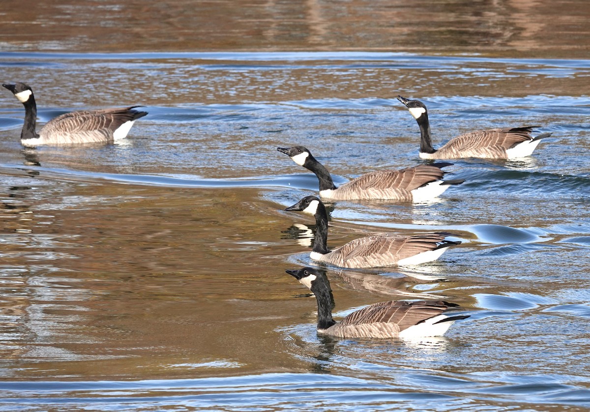 Canada Goose - ML645800199