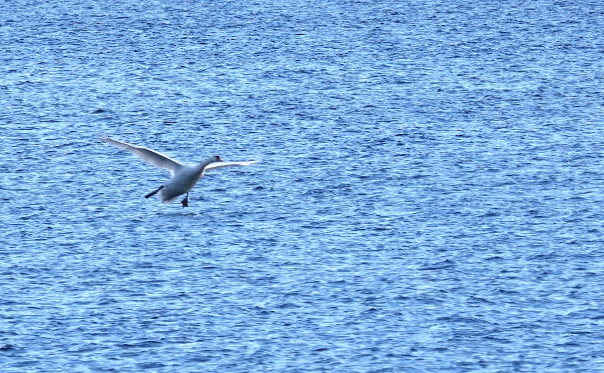 Mute Swan - ML645800202